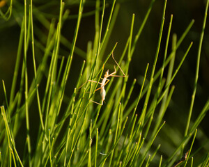 Insectopalo