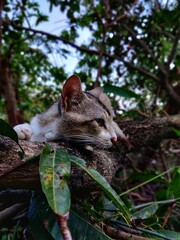 cat on the tree.