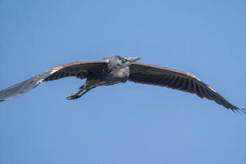 Heron in flight