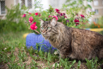 curious fluffy domestic cat walks in garden flowers and grass in summer