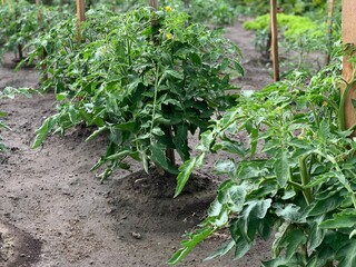 Tomatoes grow in the garden bed. Growing tomatoes. Tomato bushes.