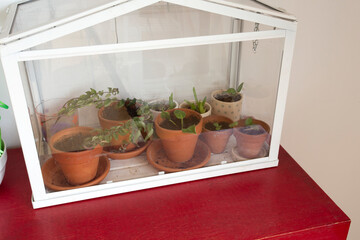 Small greenhouse, terrarium for self ecosystem green house plants, modern decoration, bontanical...
