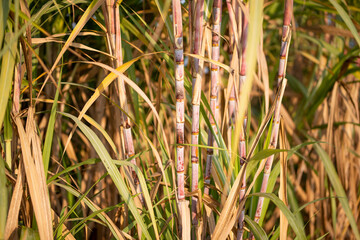 Sugarcane harvesting season, Sugarcane crop is ready to harvest.