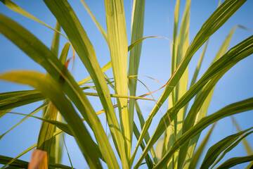 Sugarcane leaves in blue sky background.