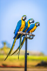 three long-tailed Blue-yellow macaw parrot portrait standing on a wooden rail of nature with blurred blue sky background in Thailand