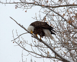 bald eagle in snow