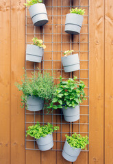 Fresh herb hanging in modern pots in garden on wooden background wall modern decoration outdoors of stylish home