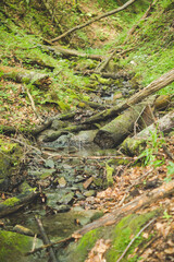 v shaped valley inside of a forest