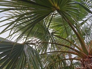 Branches of a palm tree on a background of blue sky