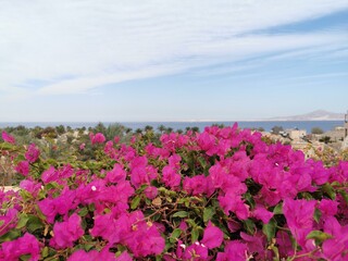 Beautiful pink flowers against the background of the sea and sky in sharm el sheikh