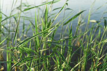Green cane leaves, there is a place for text. On a background of water