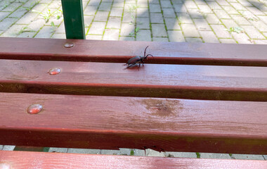 A large beetle with a large mustache, the family Cerambycidae, sits on a bench