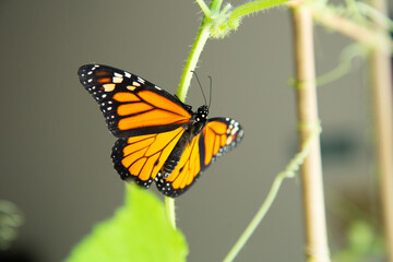 Monarch butterfly inside the house