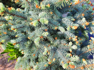 Young growths, buds, on luxurious Picea pungens Fat Albert. background of needles and branches...