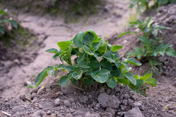 Healthy young potato plant in an organic garden, Young potato plant growing on the soil, Rows of young potato plants on the field.