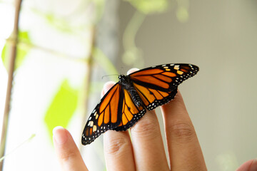 Monarch butterfly inside the house resting on a hand
