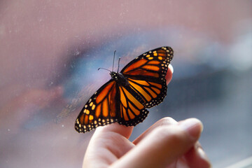 Monarch butterfly inside the house resting on a hand