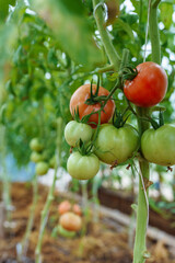 Ripe red and green tomatoes ready to pick in greenhouse