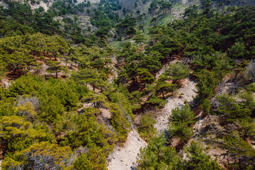 Fototapeta na wymiar Aerial view of cliff with pine trees. Summer day in nature park near Mediterranean sea