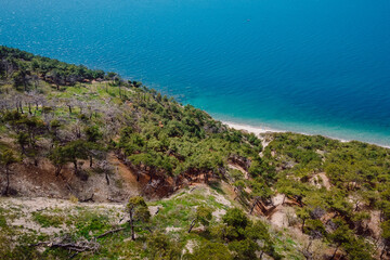Fototapeta na wymiar Aerial view of coastline with pine trees and blue transparent sea. Summer on Black sea