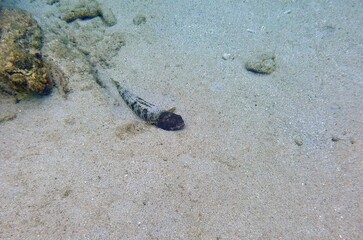 Synodus intermedius of the lizardfish species  resting on a sandy ocean bottom