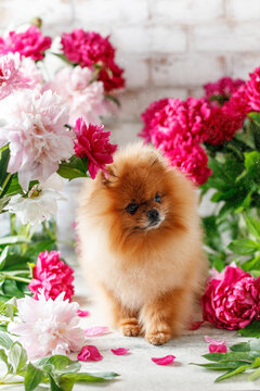 Pomeranian in peony flowers. Pomeranian dog sitting in flowers on beautiful background. Greeting card with dog