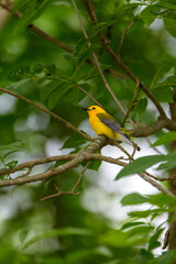 Prothonotary Warbler Perched In Tree-1138