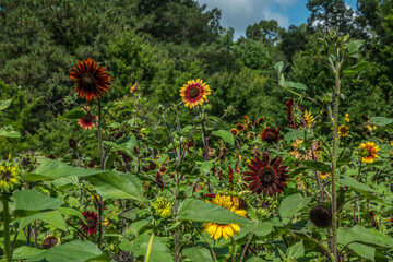 Colorful mix of sunflowers
