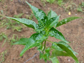 plant