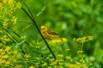 Yellow Warbler On A Branch