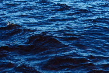 Deep blue sea water surface with small ripples