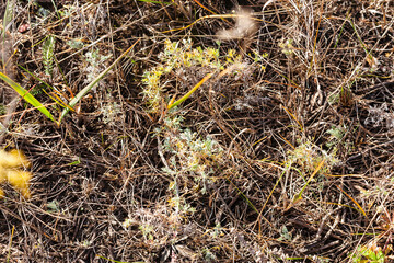 Thickets of undersized steppe wormwood. Dry sunny autumn. Selective focus, close-up.