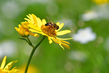 A common drone fly on a leopard's bane flower in a meadow in the High Tatras in Slovakia.