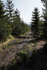September in Jizera Mountains, hiking along yellow tourist trail