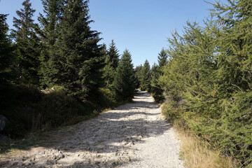 Fototapeta na wymiar September in the Jizera Mountains, hiking along a stone path
