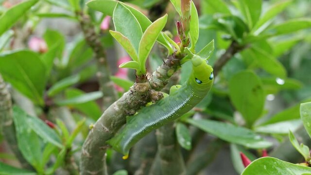 Closeup Big green Caterpillar eating leaves adenium on tree
