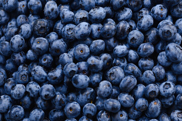 Fresh blueberry background. Texture blueberry berries close up.