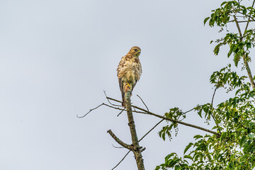 red tailed hawk on a branch