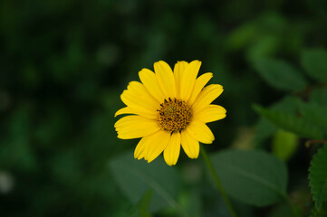 キクイモモドキの花