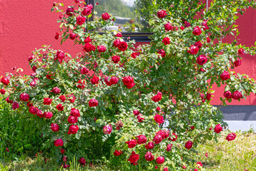 Fototapeta na wymiar Red Roses Bush