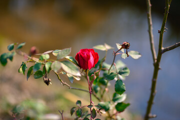 Colorful beautiful  delicate red rose in the garden, Beautiful red roses garden