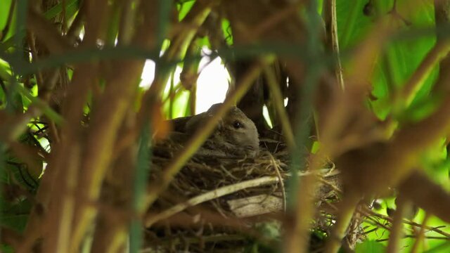 Linnet bird sits in the nest