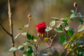 Fototapeta premium Colorful beautiful delicate red rose in the garden, Beautiful red roses garden