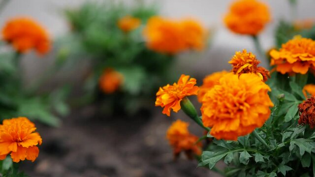 Tagetes patula, the French marigold in an urban flower bed. Bright orange double flowers. Decorating a landscape in a park or garden. It is widely cultivated as an easily grown bedding plant.