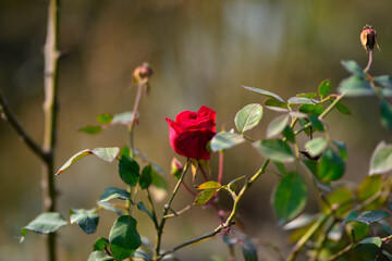 Colorful beautiful  delicate red rose in the garden, Beautiful red roses garden
