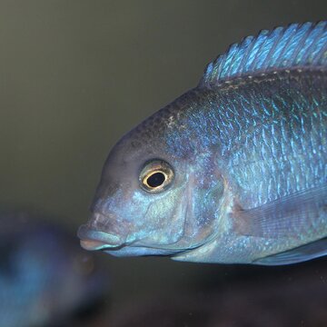 fish in aquarium