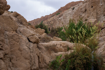 Fototapeta premium En Gedi in IsraeL