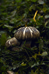 setas comestibles en la tierra