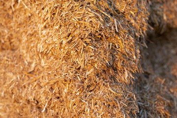 Dry straw agriculture background, Dry straw texture background.