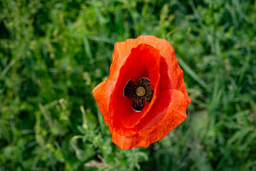Papaver in Bugaria